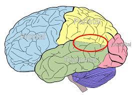 Using transcranial magnetic stimulation (tms), the researchers were able to temporarily disrupt the neuronal firing in the rtpj as participants made these same moral. Temporoparietal Junction Wikipedia