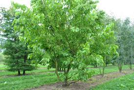 Image result for Morus