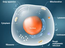 Animal cell basic cell parts. Animal Cells And The Membrane Bound Nucleus