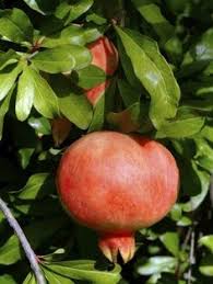 If only the leaf tips are curling down, it is a good sign. 27 Pomegranate Frut Ideas Pomegranate Fruit Trees Growing Fruit