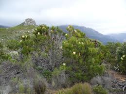 Image result for Protea rupestris