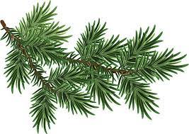 Fur Tree Branch Green Fluffy Pine Branch Vector Art Illustration Pine Tree Drawing Tree Drawing Simple Fur Tree
