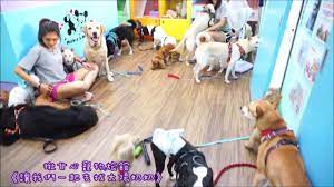 狗狗散步去 新竹推薦寵物旅館 新竹 揪甘心寵物旅館美容 新竹寵物住宿 竹北寵物住宿 新竹寵物美容 貓咪旅館 貓咪住宿 寵物旅館 新竹貓旅館 寵 dogs animals