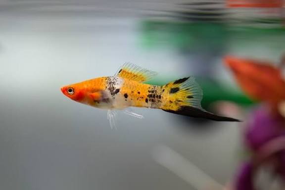 Swordtail Fish Care, Diet, Habitat & Overview | Fishkeeping World