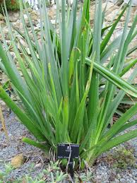 Image result for Aloe cooperi