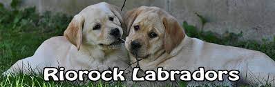 Sonny (fostered in new england) ·over 4 weeks ago on petfinder.com. Riorock Labrador Retrievers Breeder New England East Coast Colorado Lab Breeders New Hampshire Nh Ma