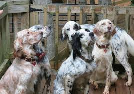 Find great deals on ebay for english setter puppies. Daybreak English Setters Home Facebook