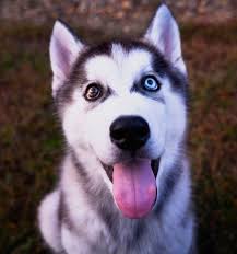 Husky Puppies With Blue Eyes Husky Puppies With Blue Eyes Husky Husky Dogs Husky Tattoo Husky In 2020 Husky Puppy Cute Husky Puppies Husky Puppy Training