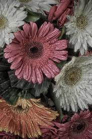 Gerbera Flower Photo Print Floral Photography Bangladesh Print Floral Photography Gerbera Flower Flower Photos