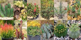 Image result for Euphorbiaceae