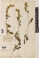 Image result for Blumea axillaris