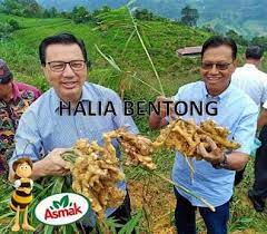 Antara khasiat halia bara untuk golongan wanita ialah: Halia Bentong Adalah Halia Minyak Herba Asmak Gerik Facebook