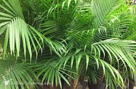 Regardless of the type of leaves they have, their slender and thin trunks to avoid them, we are going to tell you how to take care of a palm tree indoors. How To Care For Palm Trees Indoors The Ultimate Palm Plant Care Guide