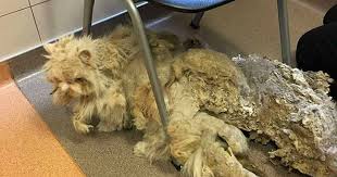 How to safely remove matts, and how to prevent future matts from occurring. Abused Cat Has 5 Pounds Of Matted Fur Finds It In Himself To Love People When It Comes Off