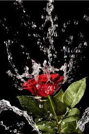 3d roses live wallpaper depicting rose flower reacting to gestures this live wallpaper has been supported on latest device. Download Free Mobile Phone Wallpaper Rose Scene 431 Mobilesmspk Net