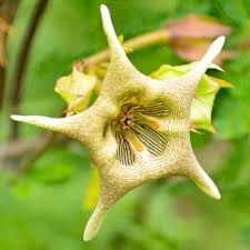 Image result for Apocynaceae subfamilies Apocynoideae and Rauvolfioideae