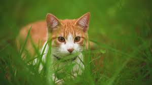 White cat lying among the grasses seen up close