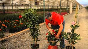 How To Trim A Mandevilla Garden Savvy Youtube