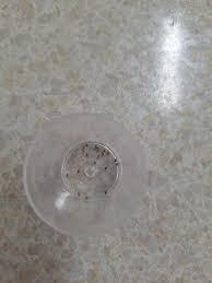 Image result for Dorstenia cuspidata