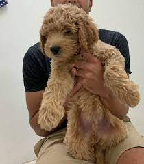 Looking for a goldendoodle puppy for sale? Goldendoodle Puppies For Sale Virginia Beach Va 304939