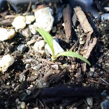 Image result for Oenanthe procumbens