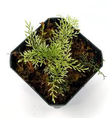 Image result for Asplenium theciferum