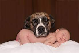 Ask Dr Sears Jealous Pet A Danger To Baby Parenting