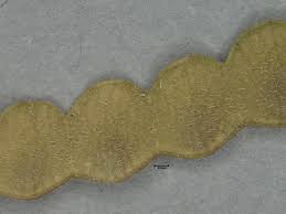 Image result for Bouffordia