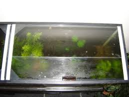 Pin By Jonathan Barlage On Hood Aquaponics Aquarium Glass Top Aquascape Aquarium
