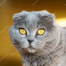 Portrait Gray British Scottish Fold Shorthair Cat Yellow Eyes Stock Pho Aff Scottish Fold British Portrait A Scottish Fold Yellow Cat Yellow Eyes