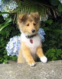Pin On Dogs Life S Happiness