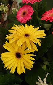 Maybe you would like to learn more about one of these? Gerbera Jamesonii Transvaal Daisy Information And Care Guide Our House Plants