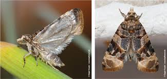 Image result for Lobesia botrana grapevine