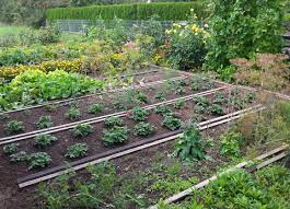 Gemüse mit langer vegetationszeit kann trockene phasen besser wegstecken als gemüse, das in kurzer zeit reif wird. Gemuse Anbauen Tipps Fur Die Anbauplanung Mein Schoner Garten