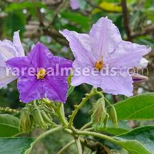 Image result for Solanum wrightii