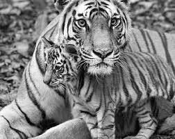 Black And White Cheetah Photo Safari Baby Animals Set Of 4 Black White Photos Elephant Etsy Safari Baby Animals Baby Animal Prints Baby Animals