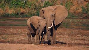 Hd Pics Photos Stunning Attractive African Elephants 11 Hd Desktop Background Wallpaper African Elephant Facts African Elephant Elephant Pictures