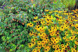 Image result for Abutilon rehmannii