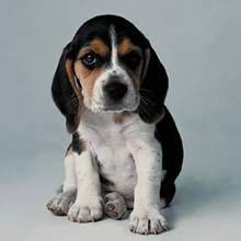 Click here to be notified when new beagle puppies are listed. Puppyfind Pocket Beagle Puppies For Sale