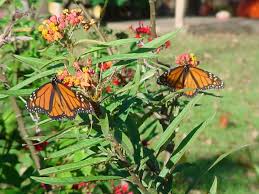 Monarch Butterflies Milkweed Plant Butterfly Garden Animals Wild