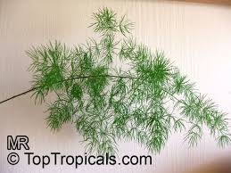 Image result for Asparagus laricinus