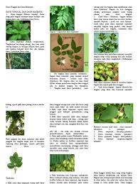 Gambar daun pintu paling hist. Daun Tunggal Dan Daun Majemuk