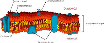 26 9 Phospholipids Chemistry Libretexts