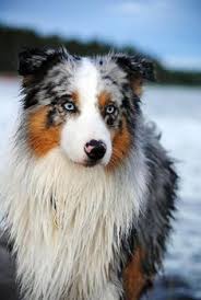 Rockhill australian shepherds in oregon. Dan Gamel Dangamel Profile Pinterest