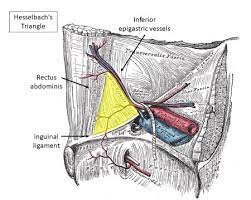 发音 hesselbach triangle 1 音, 更为 hesselbach triangle. Describe The Parameters Of Hesselbach S Triangle Study Com