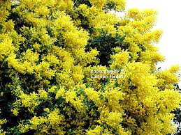 Ripens in mid july to mid august. Beautiful Springtime Flowering Tree Near San Francisco California Flowering Trees Plants Flowers Bouquet