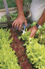 Heat resistant paints are not fire paints. Consider These Heat Drought Tolerant Vegetables For Your Garden Edina Mn Patch