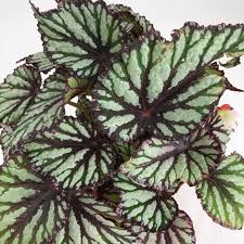Image result for Begonia oxyloba