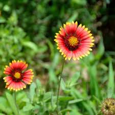 Send spring flowers, plants or gift baskets from ftd.com. Flowers That Begin With G A To Z Flowers
