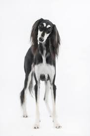 the saluki is the fastest land predator over a 3 mile course sobaki zhivotnye